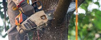 Best Lawn Irrigation Installation and Maintenance  in Schenectady, NY