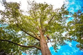 Trusted Schenectady, NY Tree Services Experts
