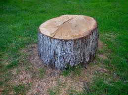 Best Tree Disease Treatment  in Schenectady, NY