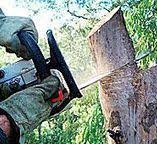 Best Tree Preservation Services  in Schenectady, NY
