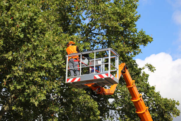 Best Grass Overseeding  in Schenectady, NY