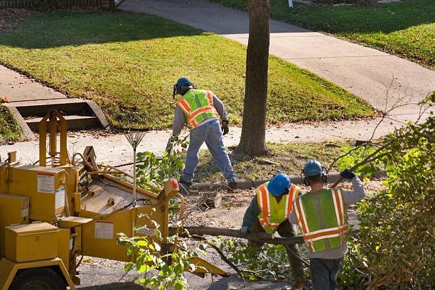 How Our Tree Care Process Works  in  Schenectady, NY