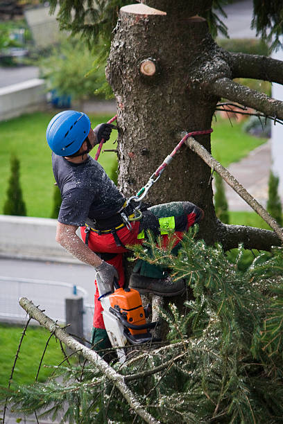 Best Pest Control for Lawns  in Schenectady, NY