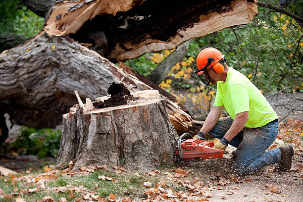 Best Leaf Removal  in Schenectady, NY