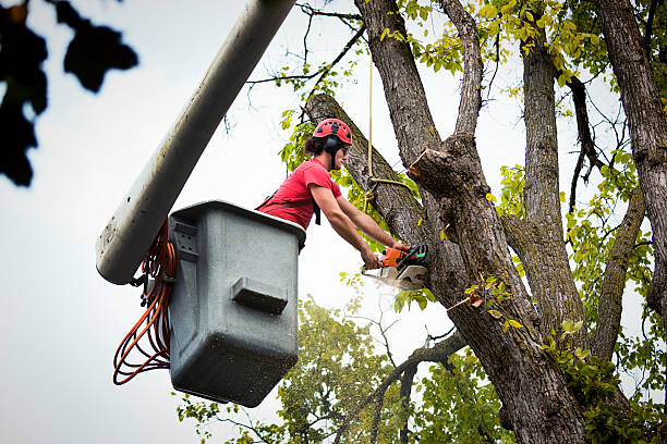 Best Tree Cabling and Bracing  in Schenectady, NY