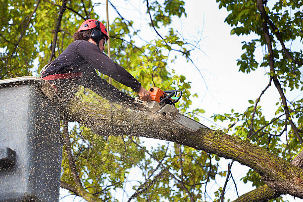 Best Lawn Renovation and Restoration  in Schenectady, NY